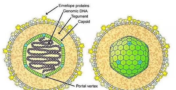 鼻咽癌患者最新明细,早期鼻咽癌的患者治愈率和生存期