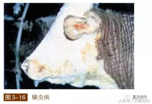 牛疥螨最快消除方法,治牛身上虱子螨虫用什么药好