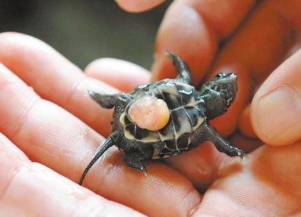 刚出壳的小乌龟怎样养？稚龟饲养关注事项