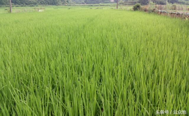 水稻产生黑根的原因是什么,水稻黑粒怎么治疗最好