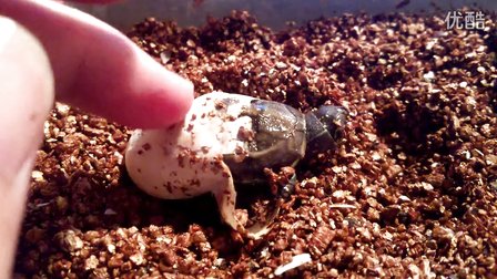 刚出壳的小乌龟怎样养？稚龟饲养关注事项