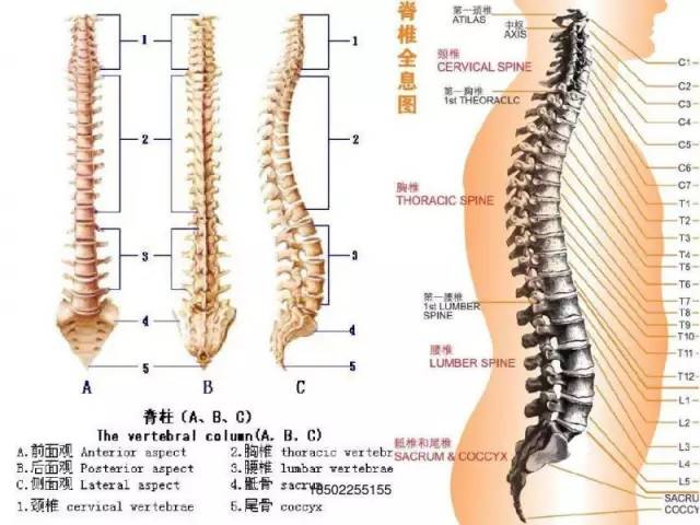 腰椎管狭窄正确康复锻炼视频,腰间盘突出椎管狭窄如何自我康复