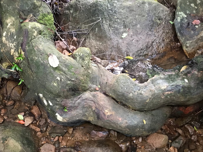 热带雨林里的美食，来这里吃的全是特色！