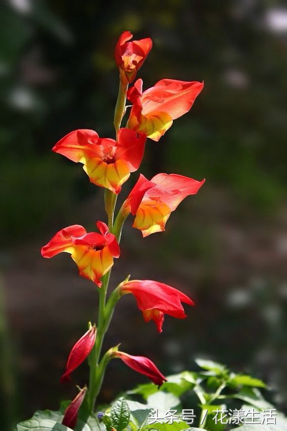 教师节送给老师的简单手工花,教师节晚上送老师花为啥不要