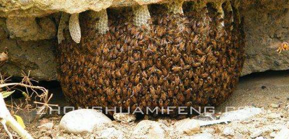 养中蜂详细分解,中蜂科学饲养技术视频
