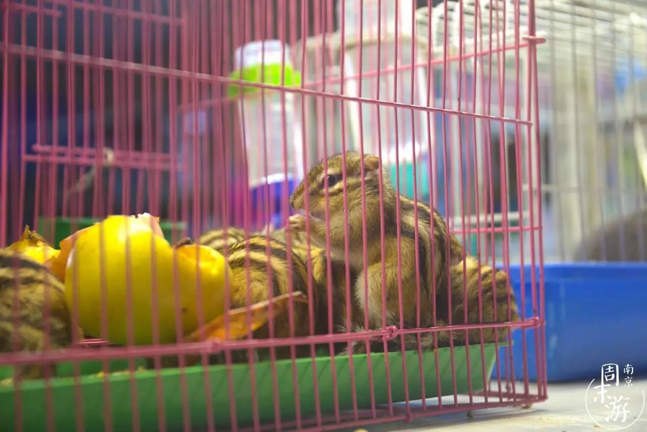 逛花鸟鱼虫市场的视频,逛各种花鸟市场