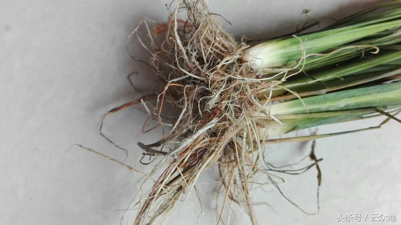 水稻产生黑根的原因是什么,水稻黑粒怎么治疗最好