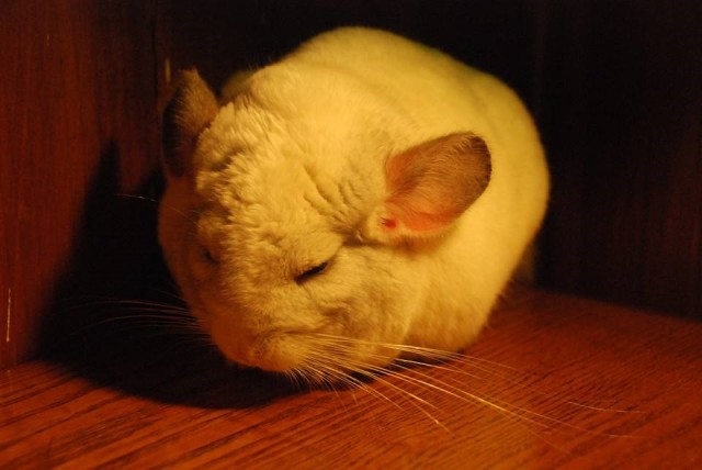 龙猫便秘不动了,龙猫便秘是怎么回事