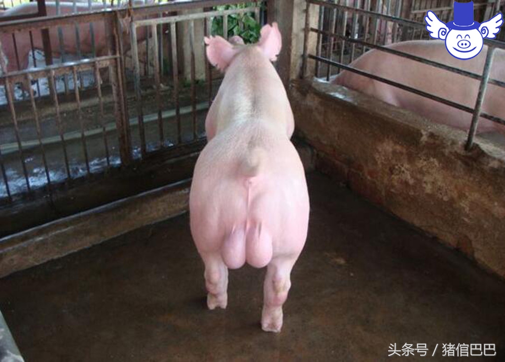 人工授精失败了是什么原因造成的,人工授精失败的原因是什么呢