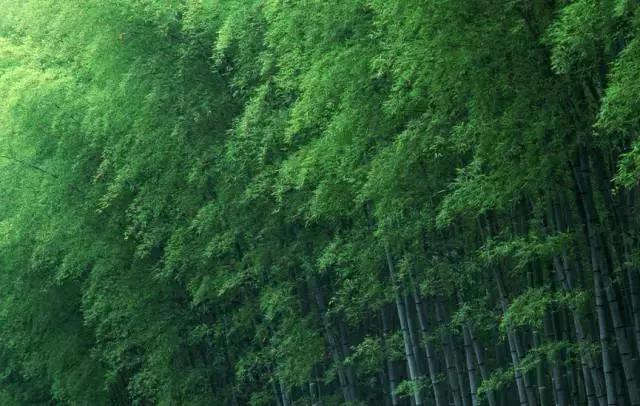 蒹葭苍苍白露为霜天冷莫忘添衣,蒹葭苍苍白露为霜何日归故乡