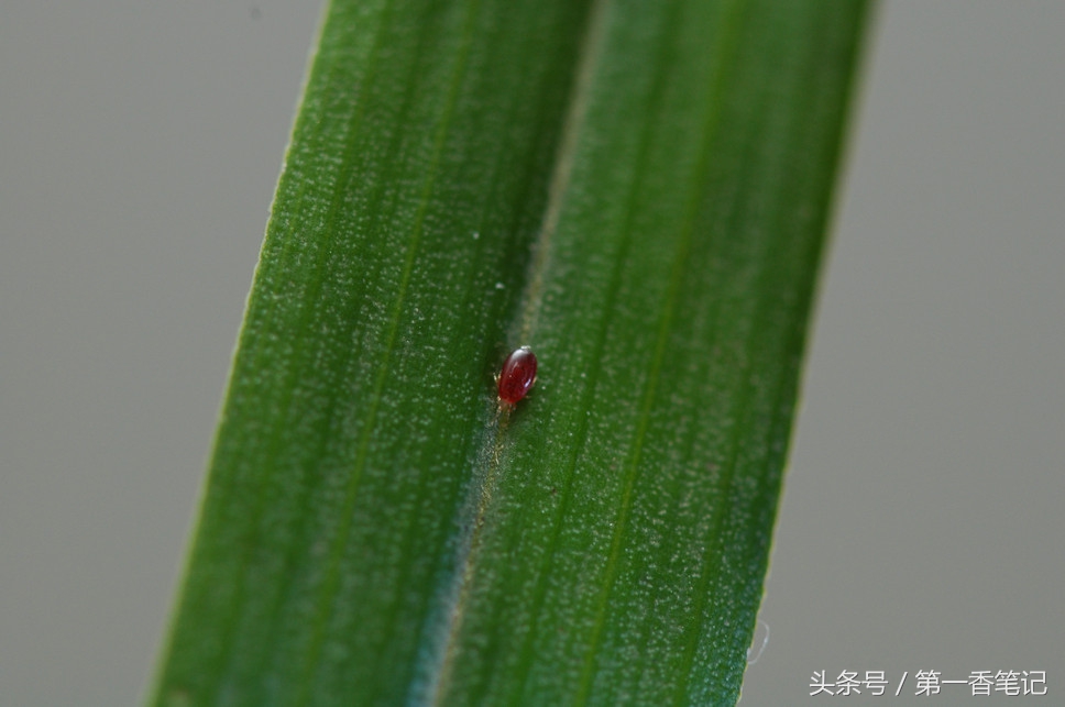 兰叶长介壳虫怎么处理,养兰宜忌