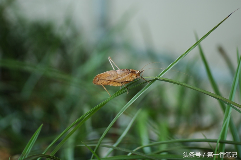 兰叶长介壳虫怎么处理,养兰宜忌