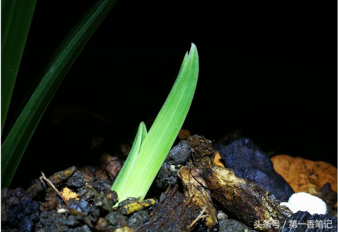 兰叶长介壳虫怎么处理,养兰宜忌