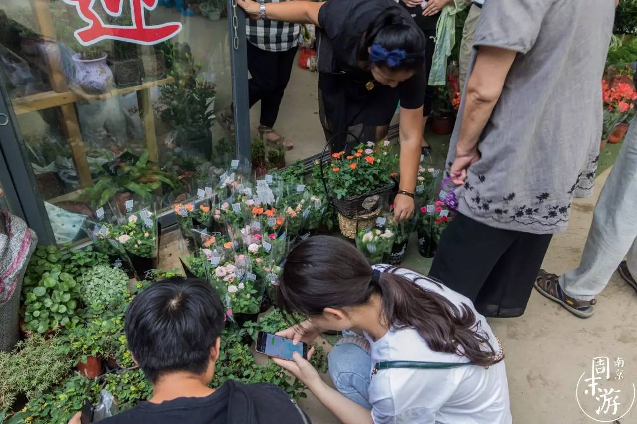 逛花鸟鱼虫市场的视频,逛各种花鸟市场