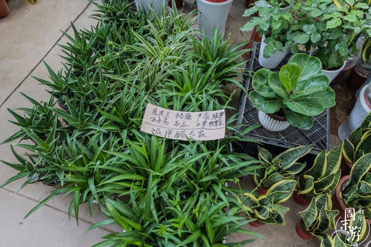 逛花鸟鱼虫市场的视频,逛各种花鸟市场