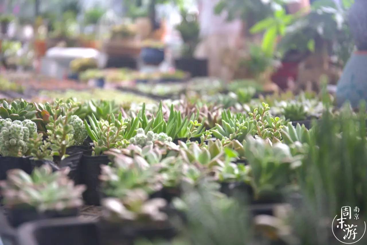 逛花鸟鱼虫市场的视频,逛各种花鸟市场