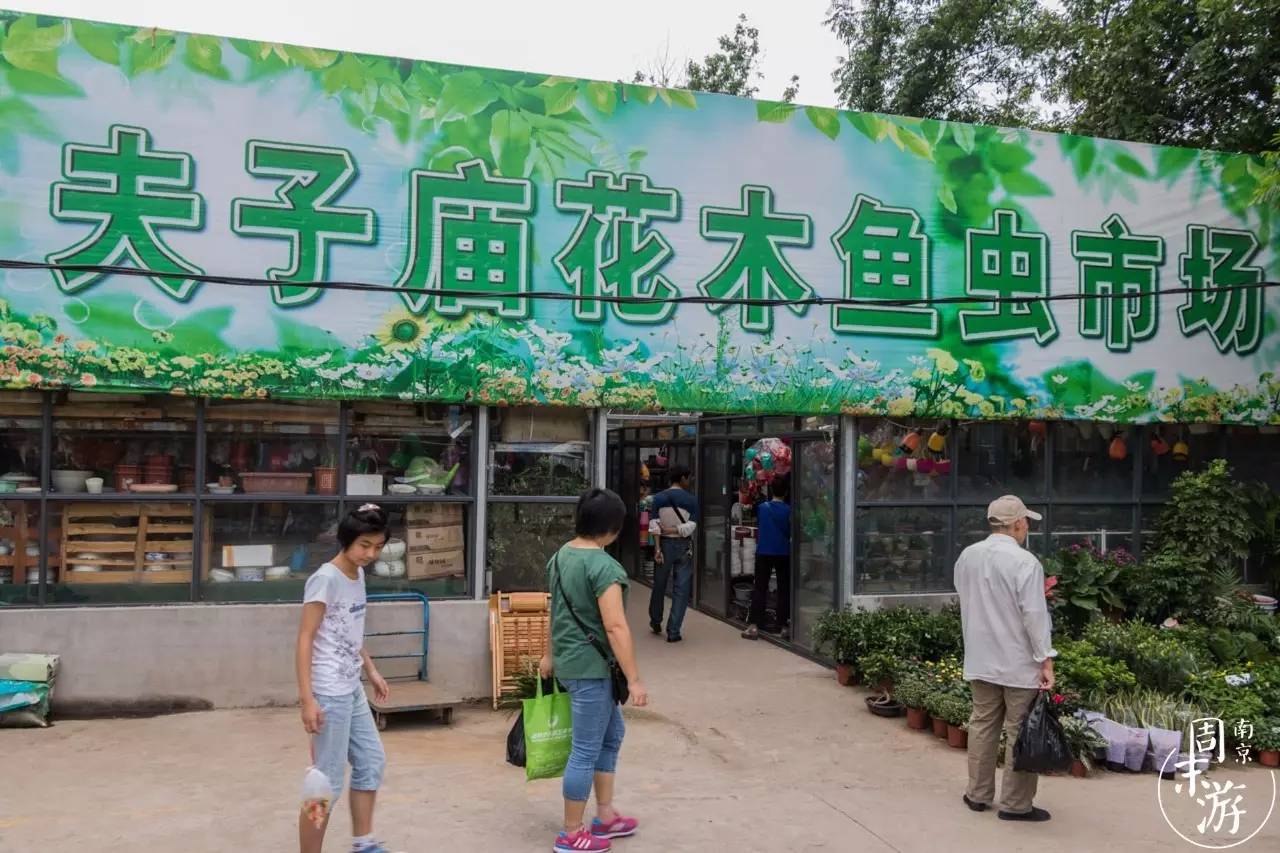 逛花鸟鱼虫市场的视频,逛各种花鸟市场