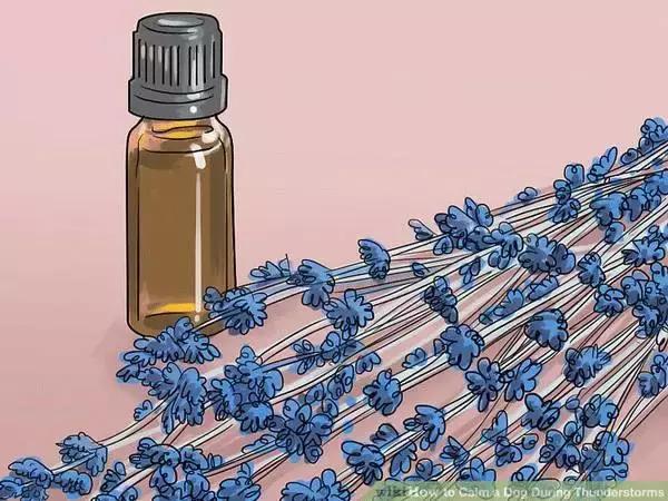 狗狗怕打雷怎么处理,怎样能克服狗狗怕打雷呢