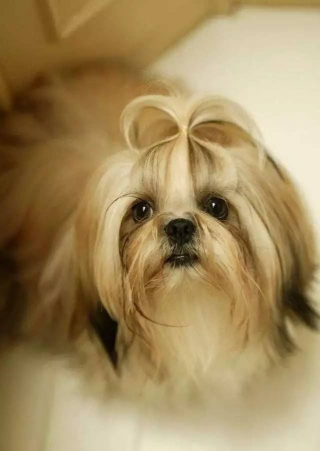 狗狗去泪痕眼药水和口服哪个好用,狗狗通泪腺手术为什么还是有泪痕