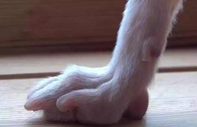 怎么给不配合的狗剪指甲,如何给不让剪指甲的狗剪指甲