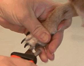 怎么给不配合的狗剪指甲,如何给不让剪指甲的狗剪指甲