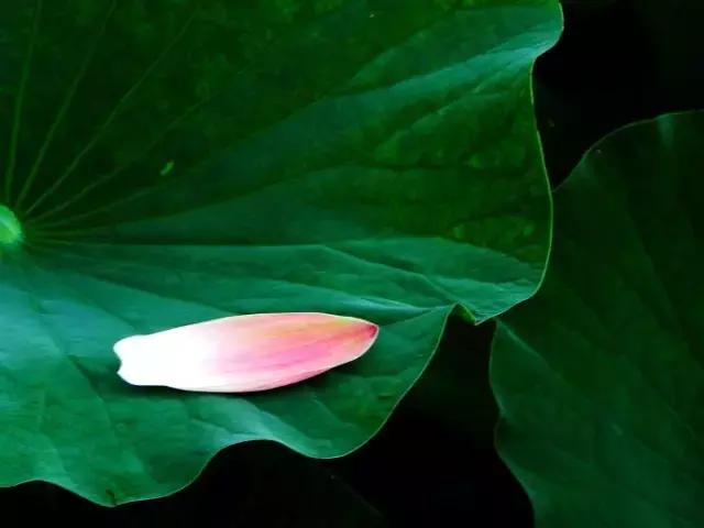 蒹葭苍苍白露为霜天冷莫忘添衣,蒹葭苍苍白露为霜何日归故乡