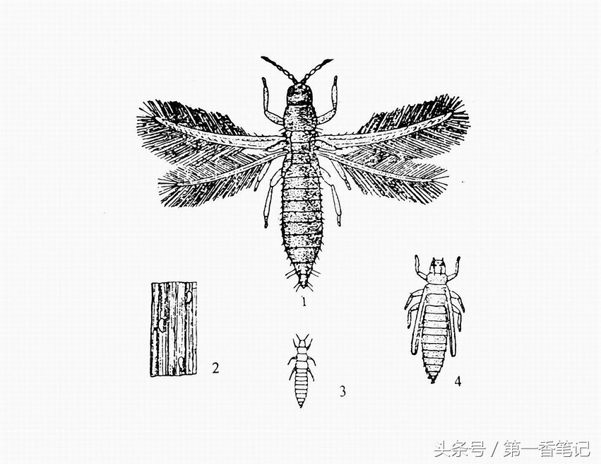 兰叶长介壳虫怎么处理,养兰宜忌