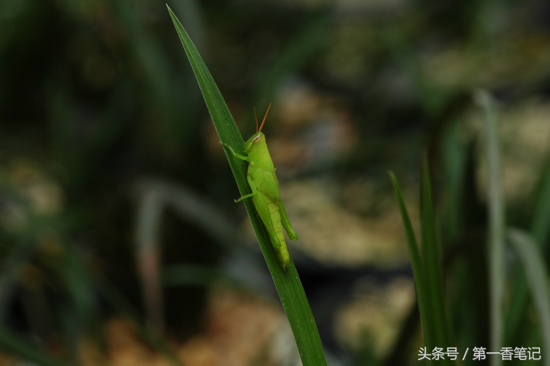 兰叶长介壳虫怎么处理,养兰宜忌