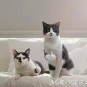 世界上稀奇古怪的网站,全球有什么有趣的网站