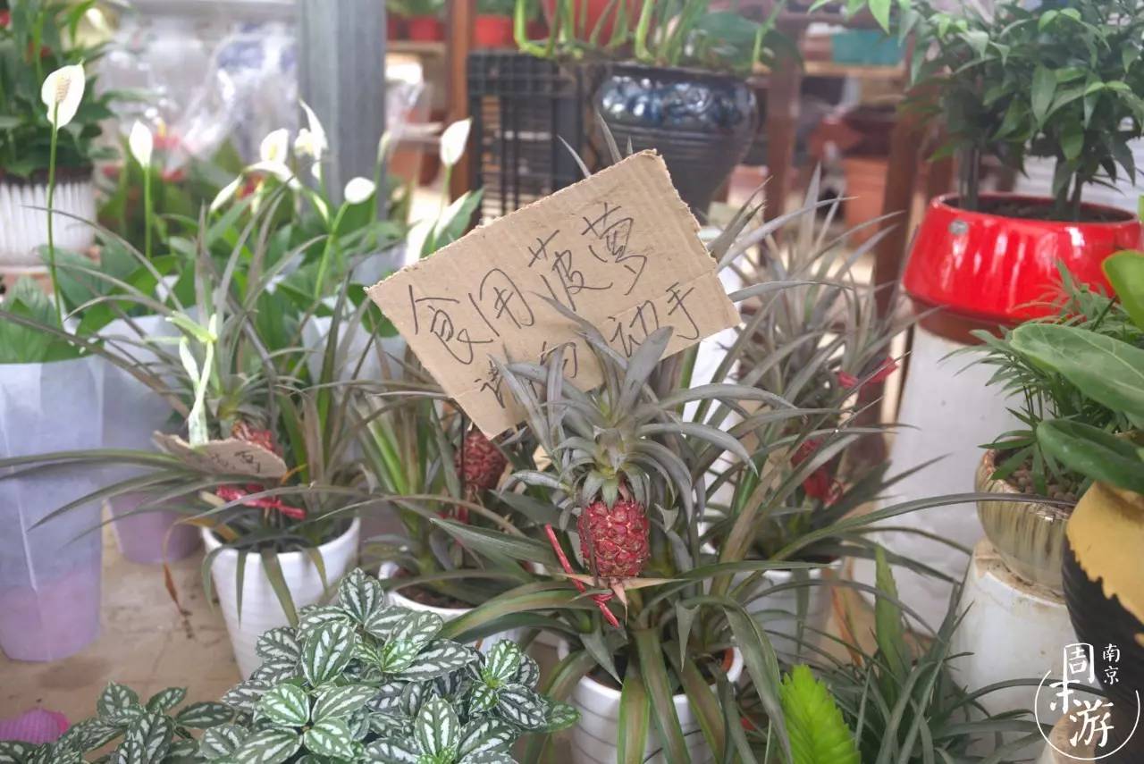 逛花鸟鱼虫市场的视频,逛各种花鸟市场