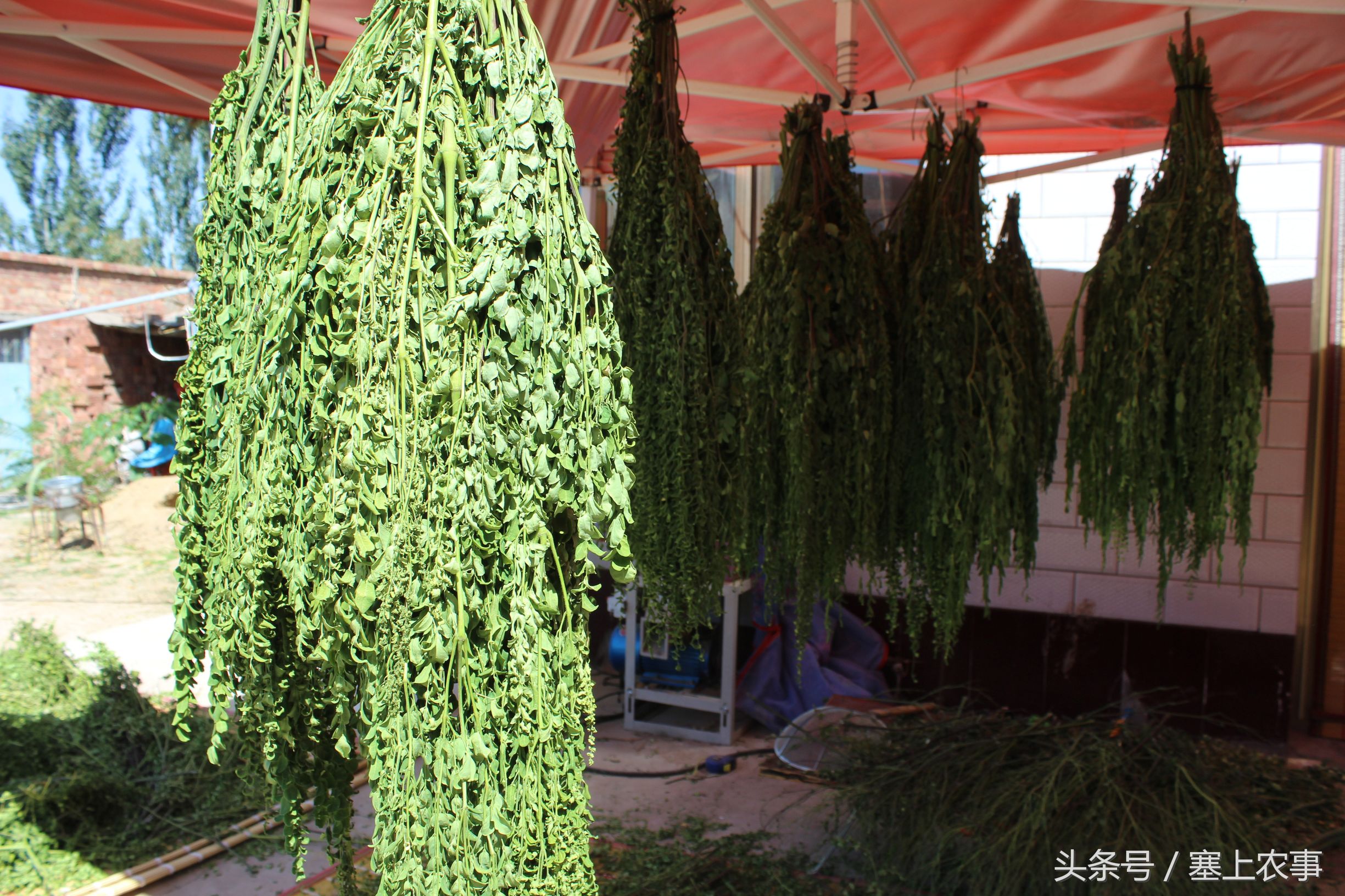 利通区农户将热带“宝树”种在家门口