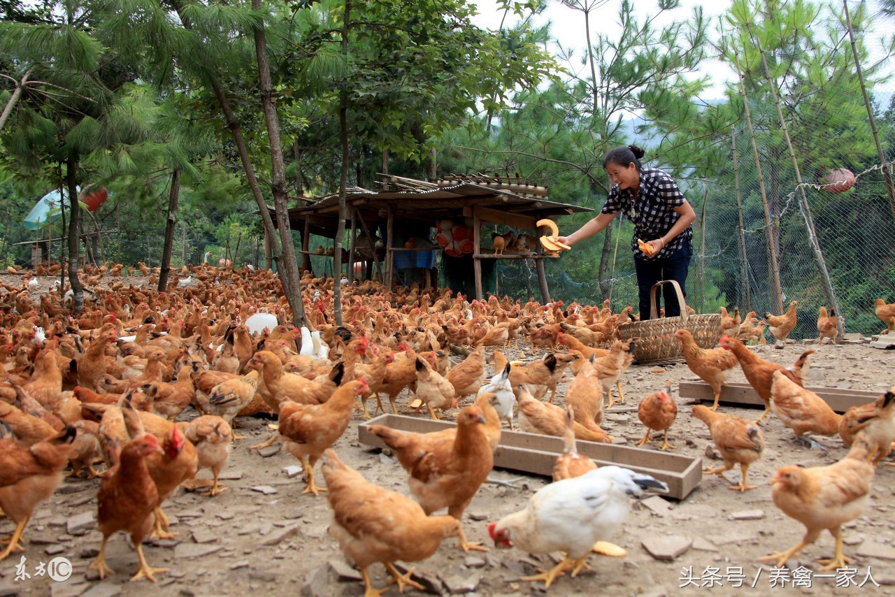 养鸡预防鼻炎,养鸡鼻炎怎么治疗