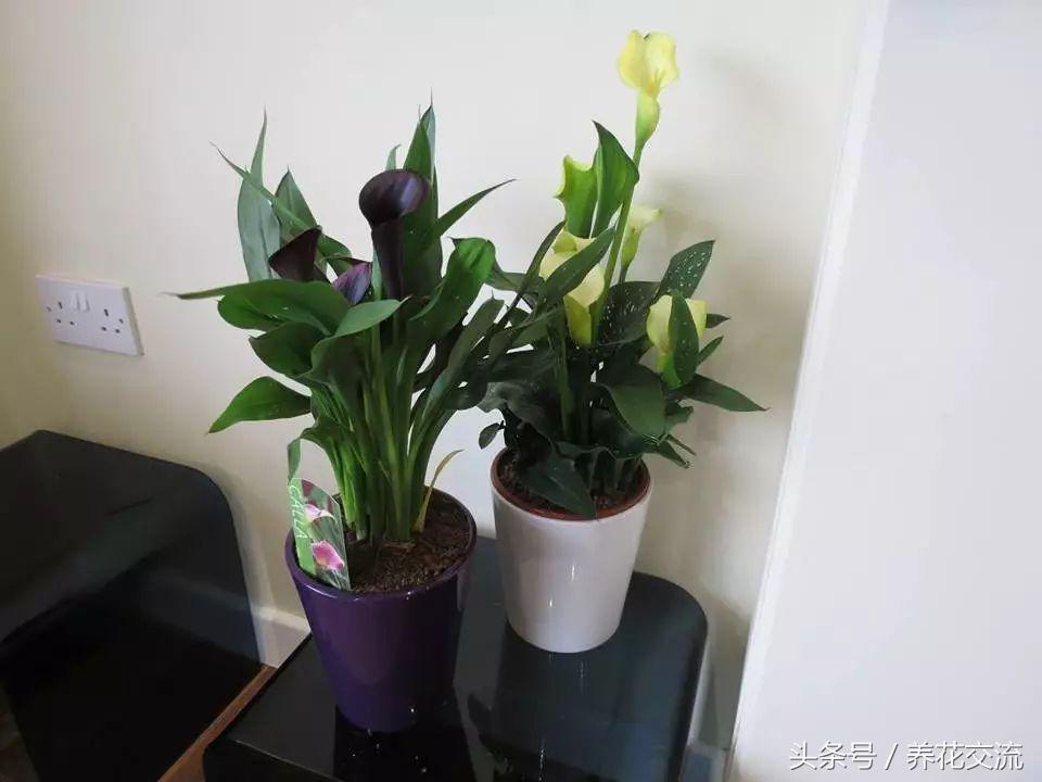 彩色马蹄莲适合在室内养吗,马蹄莲适合在室内养吗