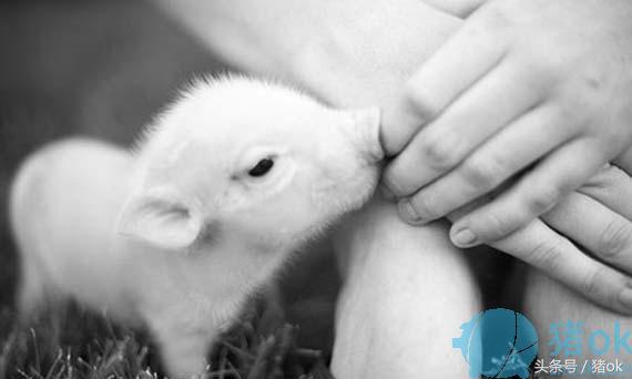 仔猪黄白痢和仔猪红痢的区别,仔猪白痢和仔猪黄痢