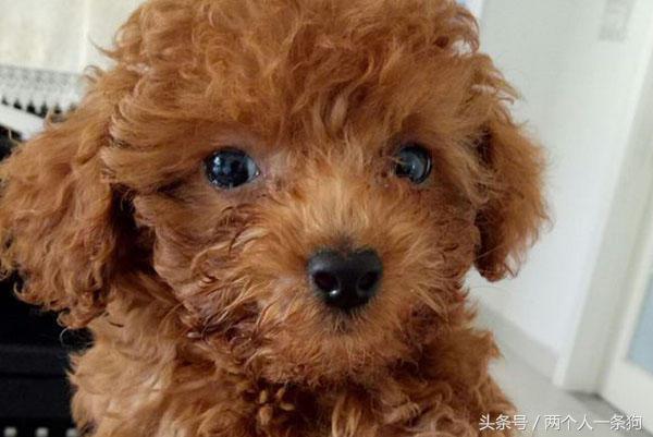 朋友捡到一只狗,捡泰迪照片