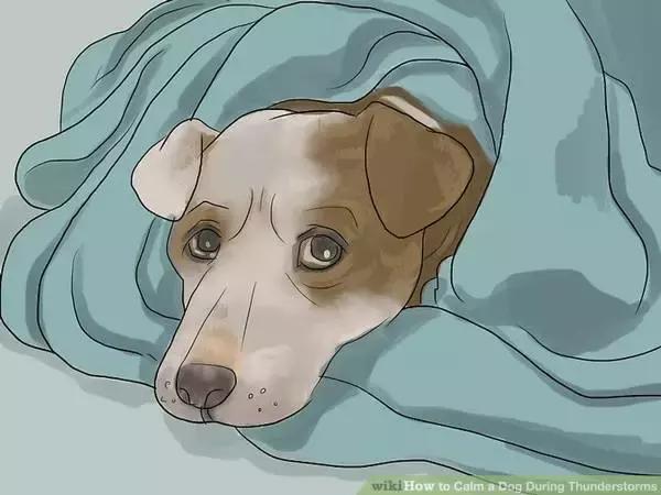 狗狗怕打雷怎么处理,怎样能克服狗狗怕打雷呢