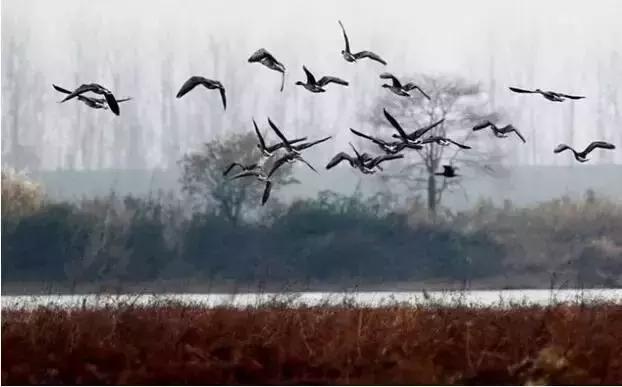 蒹葭苍苍白露为霜天冷莫忘添衣,蒹葭苍苍白露为霜何日归故乡