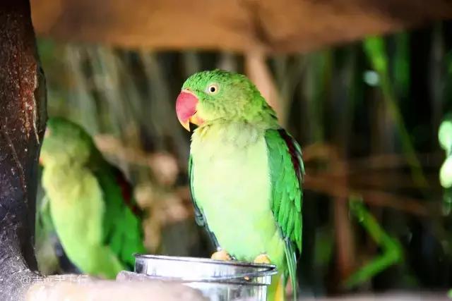 三亚合适小朋友玩的景区,三亚儿童旅游