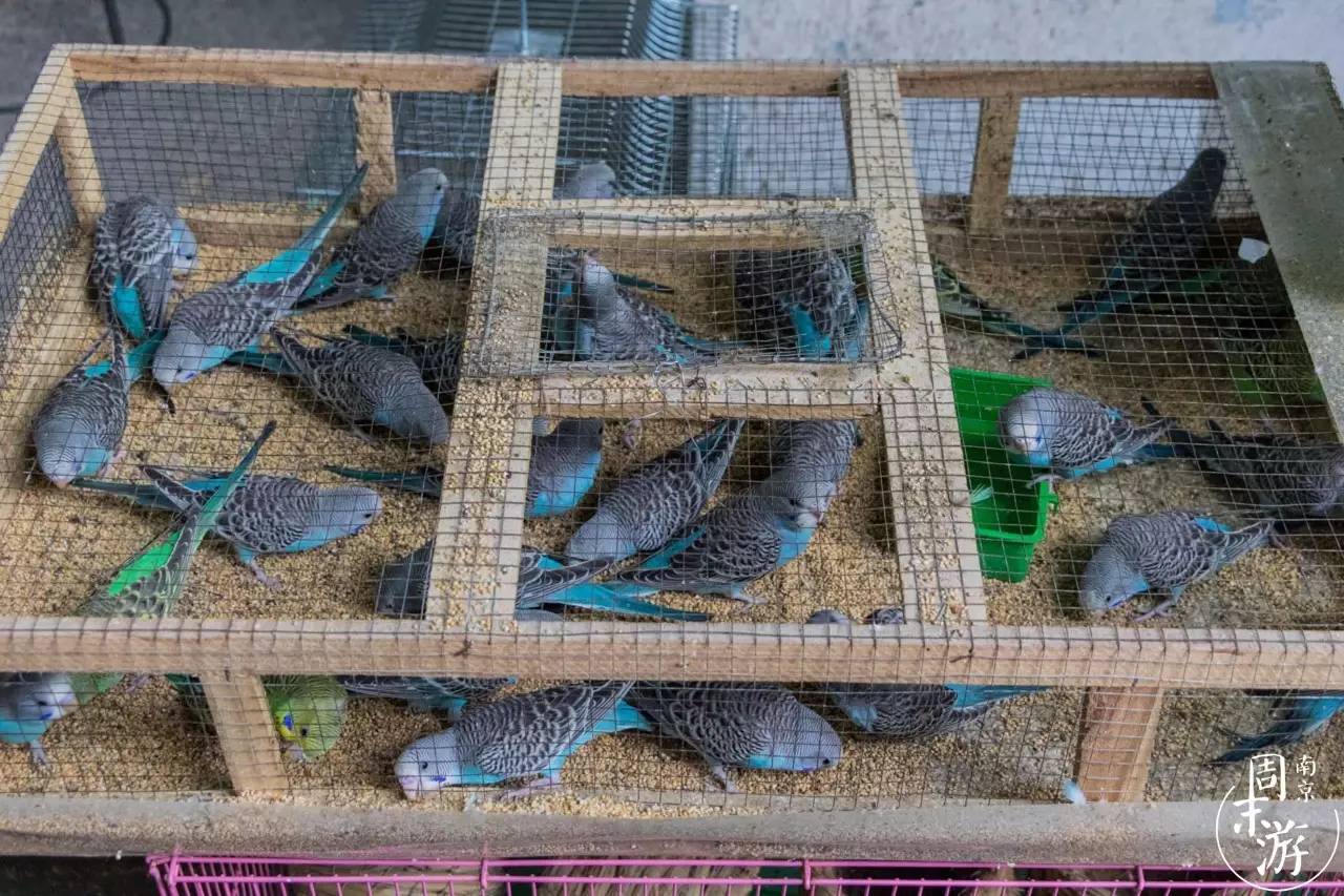 逛花鸟鱼虫市场的视频,逛各种花鸟市场