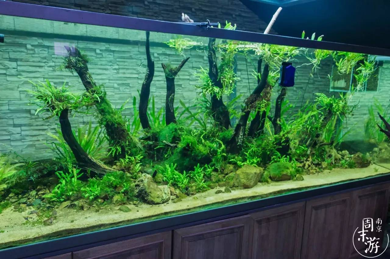 逛花鸟鱼虫市场的视频,逛各种花鸟市场