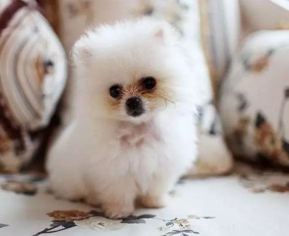 狗狗去泪痕眼药水和口服哪个好用,狗狗通泪腺手术为什么还是有泪痕