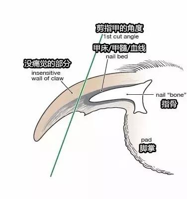 怎么给不配合的狗剪指甲,如何给不让剪指甲的狗剪指甲