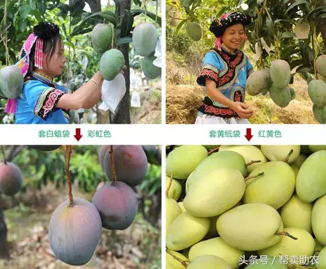 这个教师节，我要送芒果界的“巨无霸”