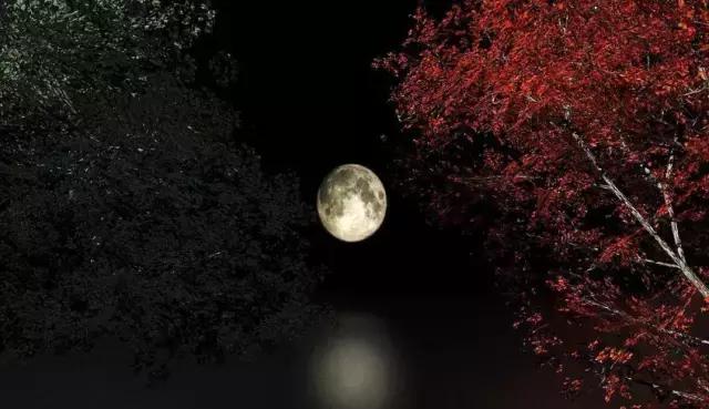 蒹葭苍苍白露为霜天冷莫忘添衣,蒹葭苍苍白露为霜何日归故乡