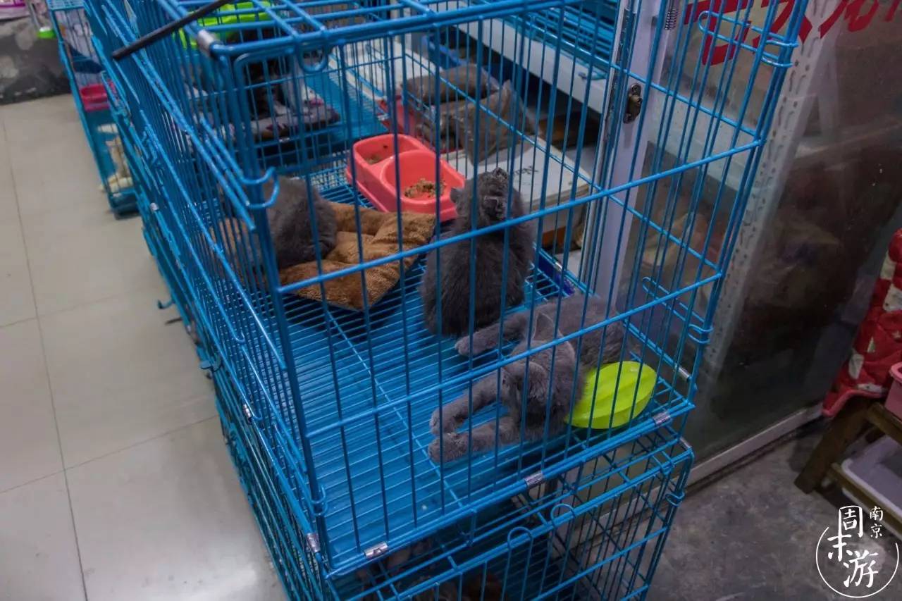 逛花鸟鱼虫市场的视频,逛各种花鸟市场