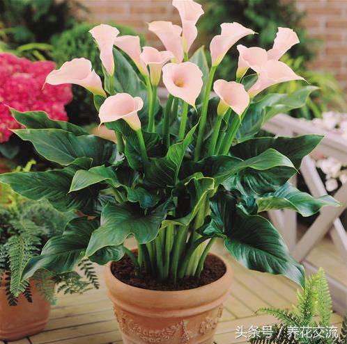 彩色马蹄莲适合在室内养吗,马蹄莲适合在室内养吗
