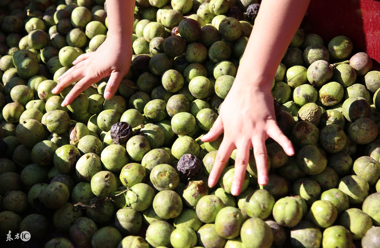 青皮核桃染手多久能消失,核桃染手小妙招