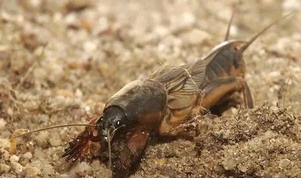 潮汕昆虫图片大全,你不知道的昆虫名称