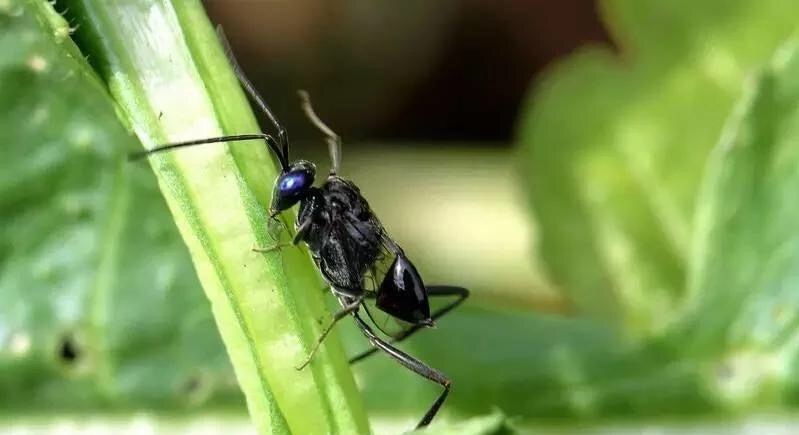 潮汕昆虫图片大全,你不知道的昆虫名称