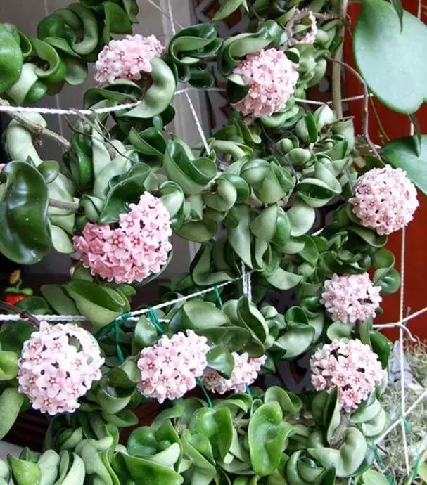 秋天花卉浇水的方法,秋天兰花养护技巧